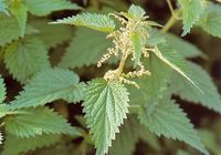 2 выносливости на халяву! for Kingdom Come: Deliverance