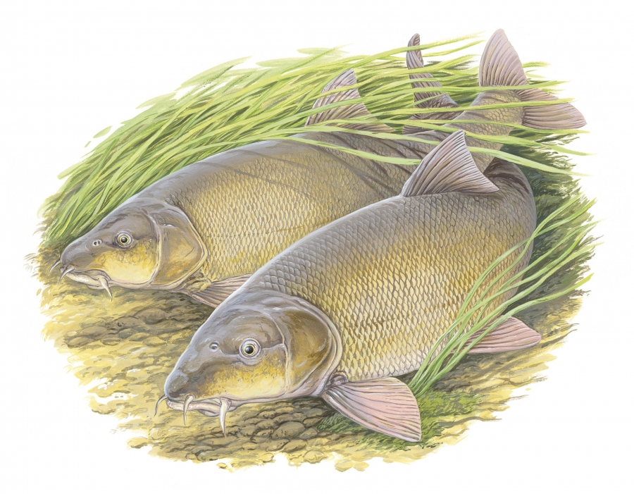 A Comprehensive Guide to Species Locations in Fishing Sim World for Fishing Sim World®: Pro Tour