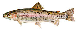[Colorado] - Truite Arc-en-ciel UNIQUE for Fishing Planet