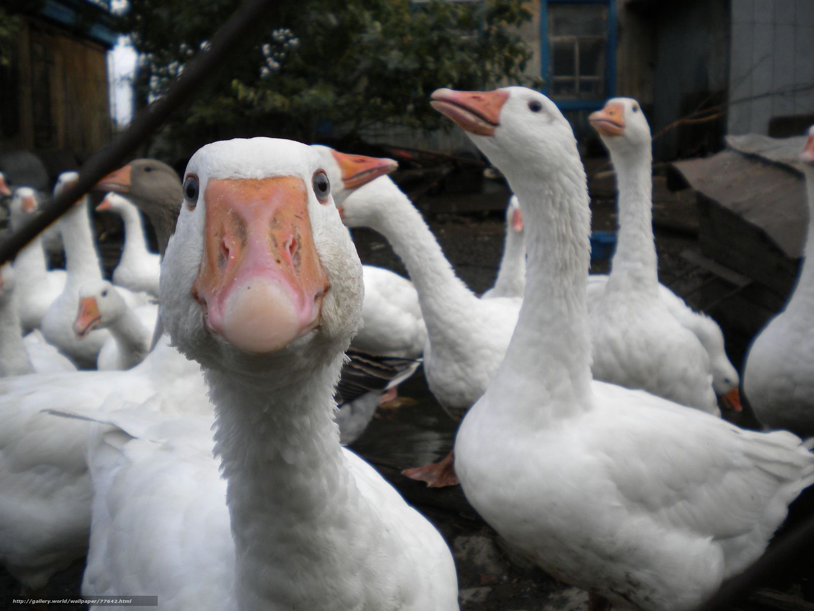 Como jugar el dack geim en realidad virtual for Duck Game