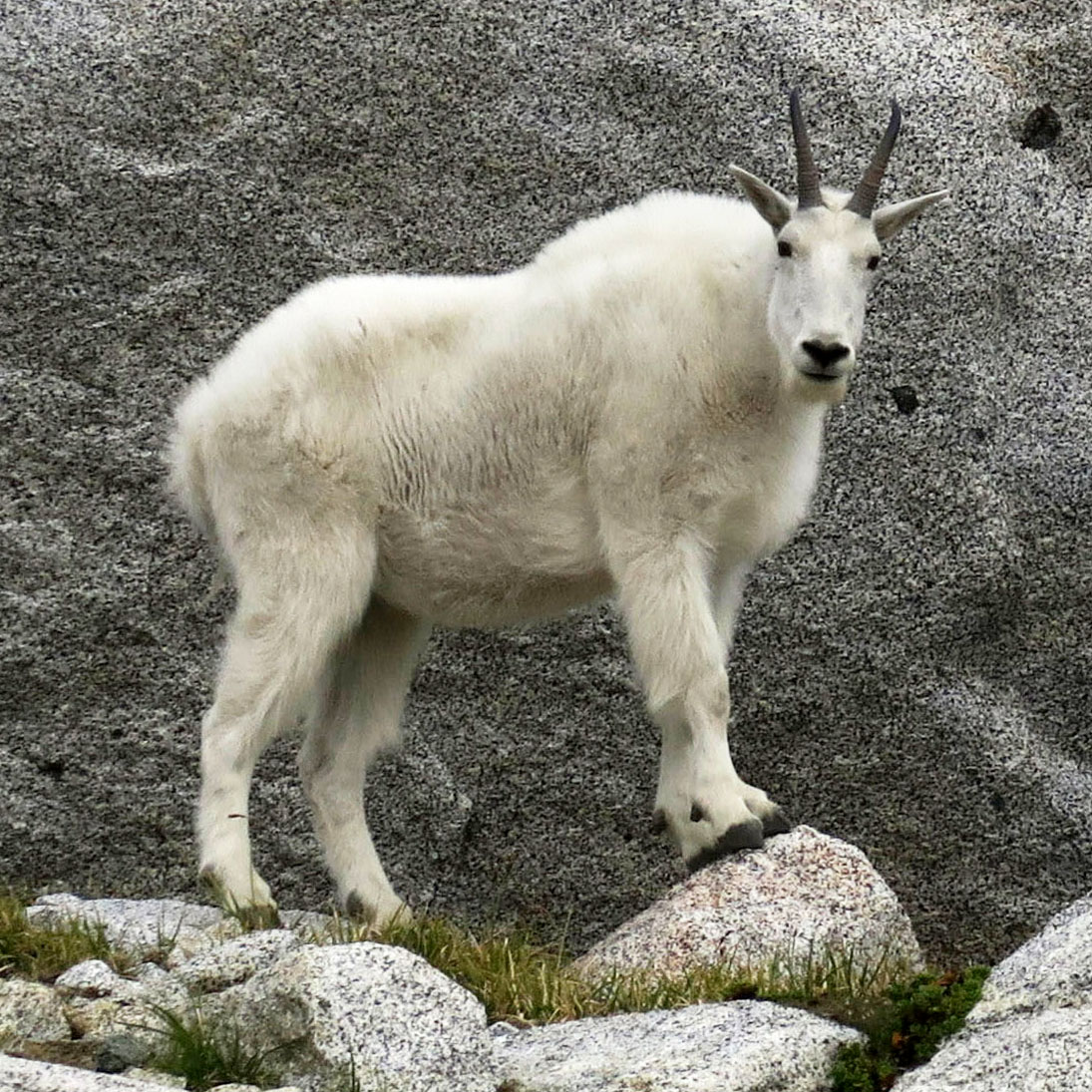 Desolation Goat for The Long Dark