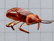 Русский сервер Discord по Cockroach Simulator for Cockroach Simulator