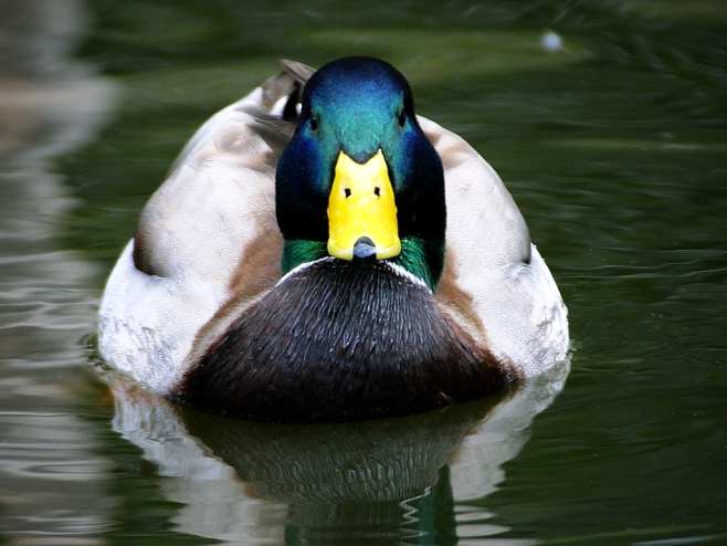 Duck's Collection of Tidbits on FotS MP for Total War: SHOGUN 2