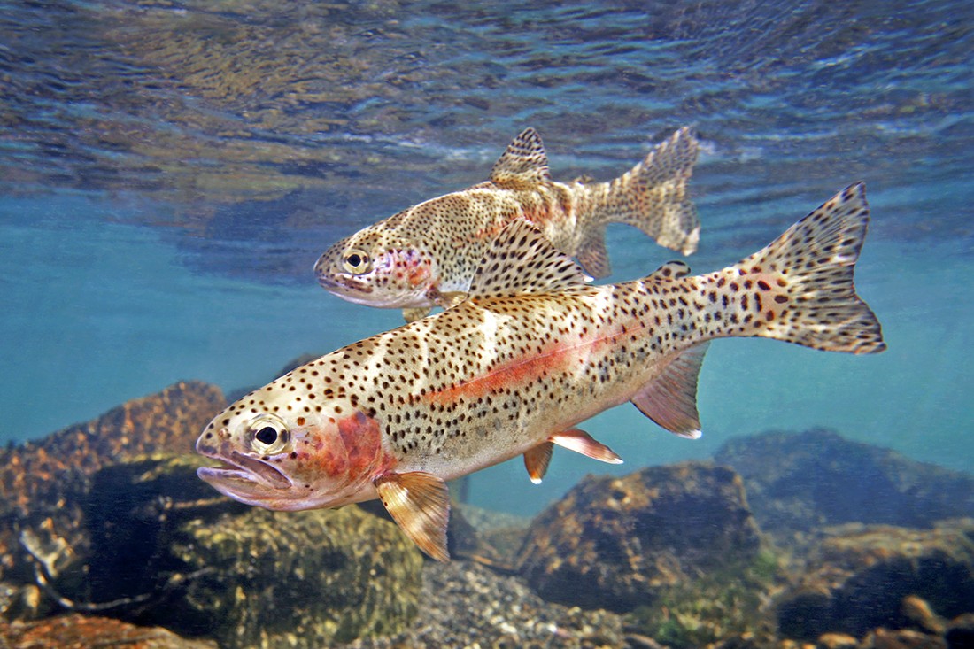 Fishing Planet - Colorado / Rainbow & Cutthroat Trout - Vídeo em Português for Fishing Planet