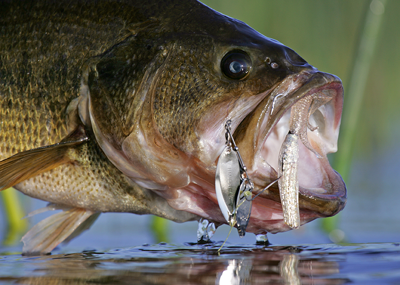 Fishing Planet - Trophy Largemouth Bass / North Carolina for Fishing Planet
