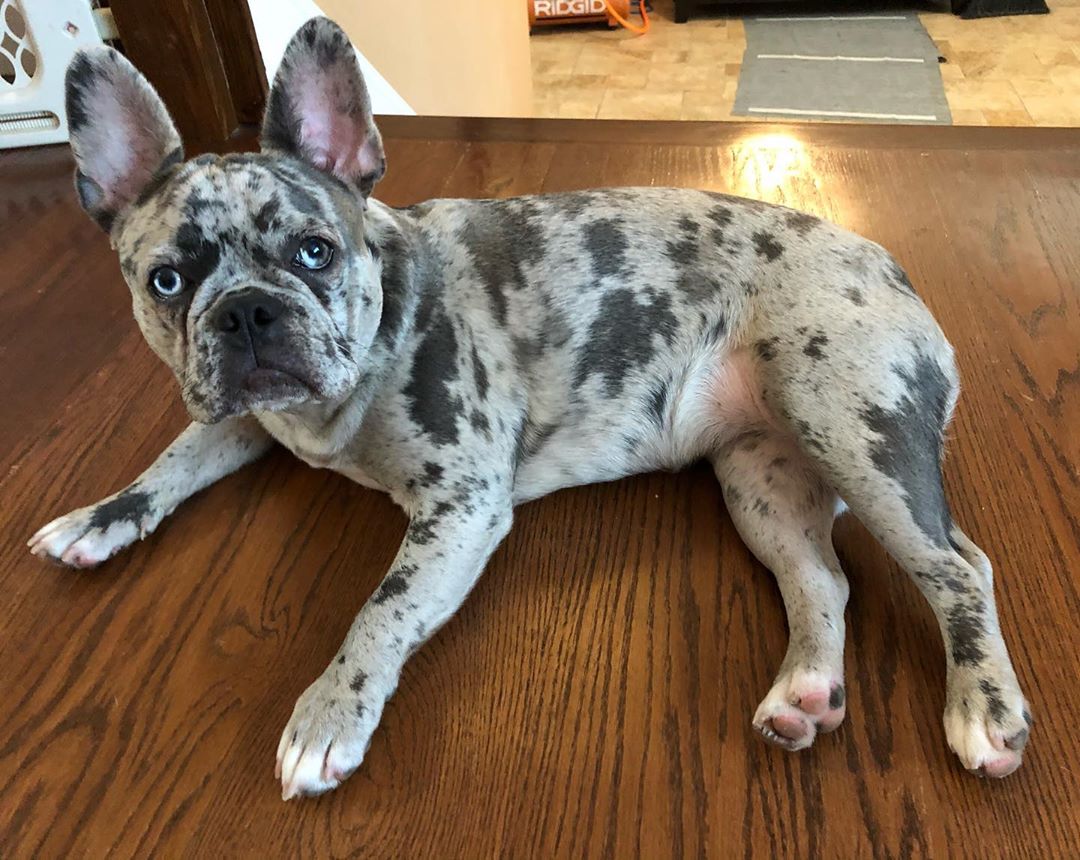 French bull dog gaming for Totally Accurate Battle Simulator