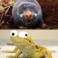 General Defence Guide - Moles & Lizards for Spelunky 2
