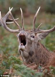 How to break The Deer for The Deer