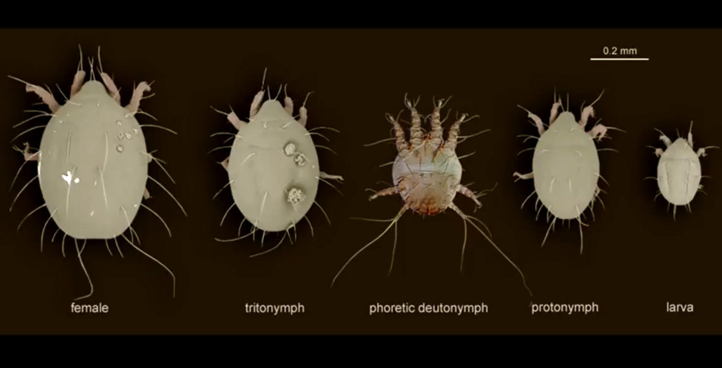 How to care for your headcrab,and what are headcrabs? for Black Mesa