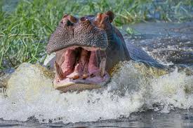 How to fight the mighty Hippopotamus for Raiders! Forsaken Earth