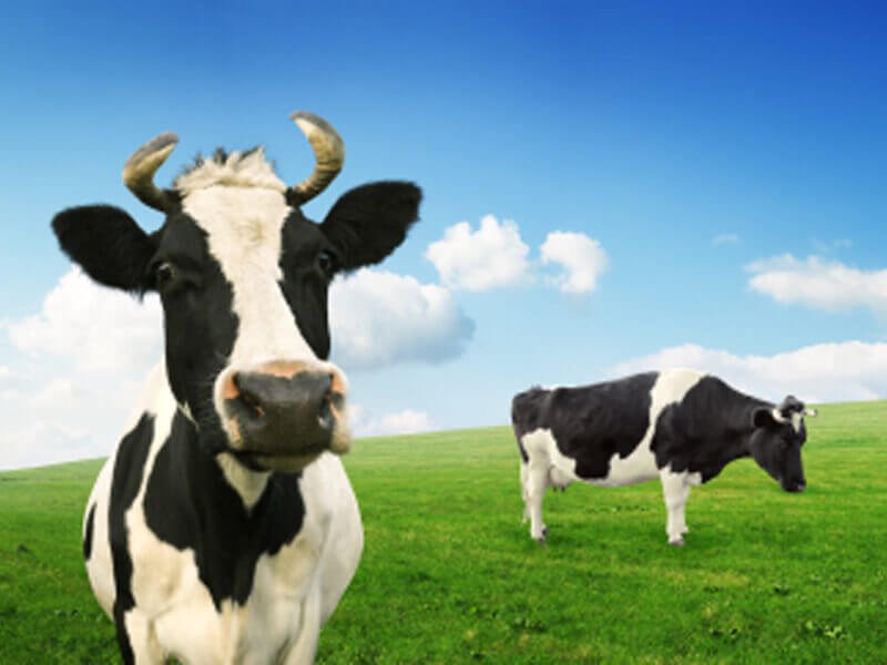 How to get a cow pregnant for Bad Rats