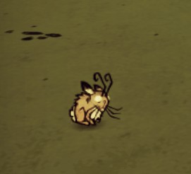 How to get lot of rabbit meat for a short time. for Don't Starve