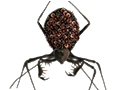 How to get the Spider for Insanity Clicker