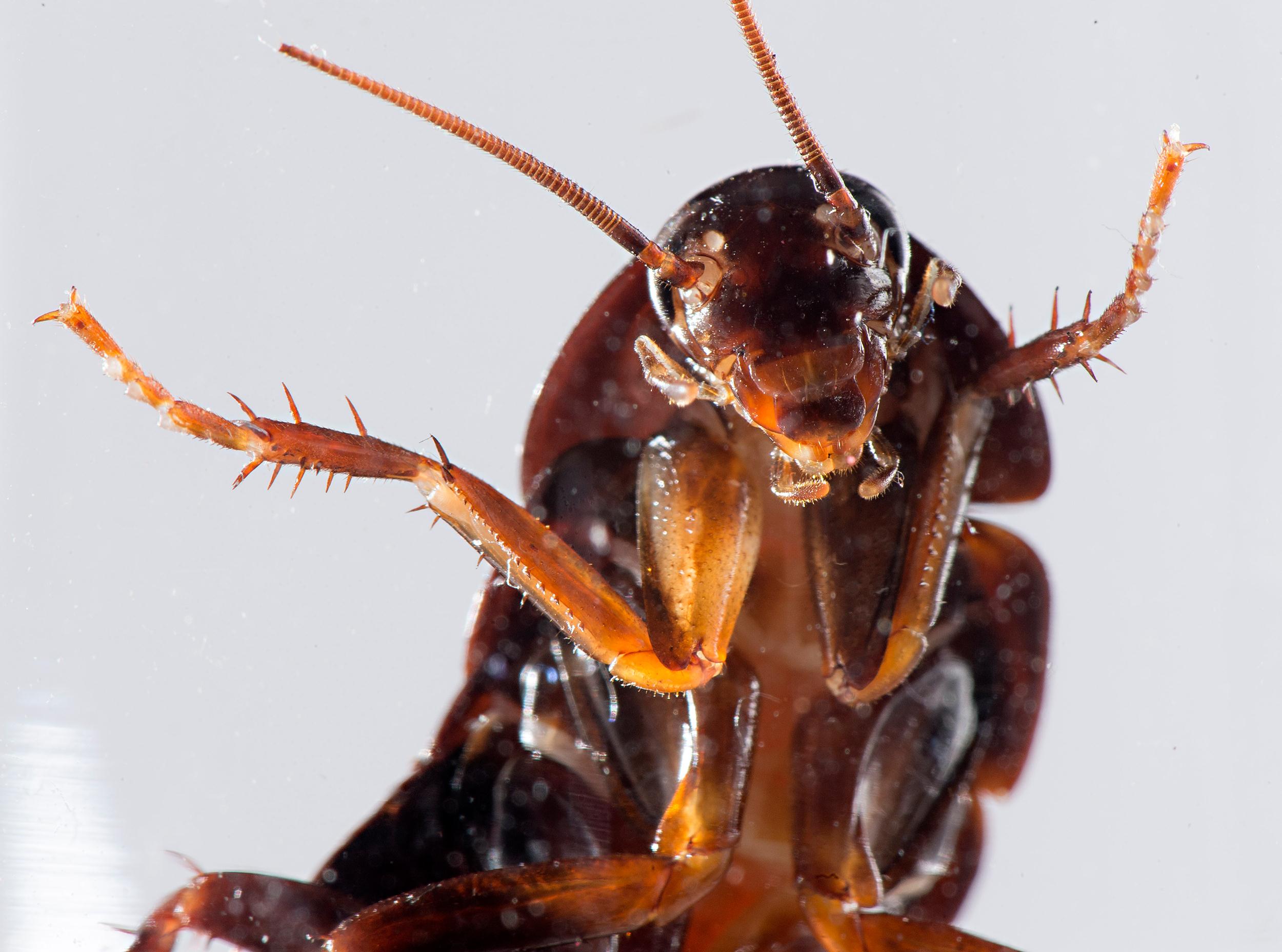 HOW TO NOT DIE AS A COCKROACH EVER for Cockroach Simulator