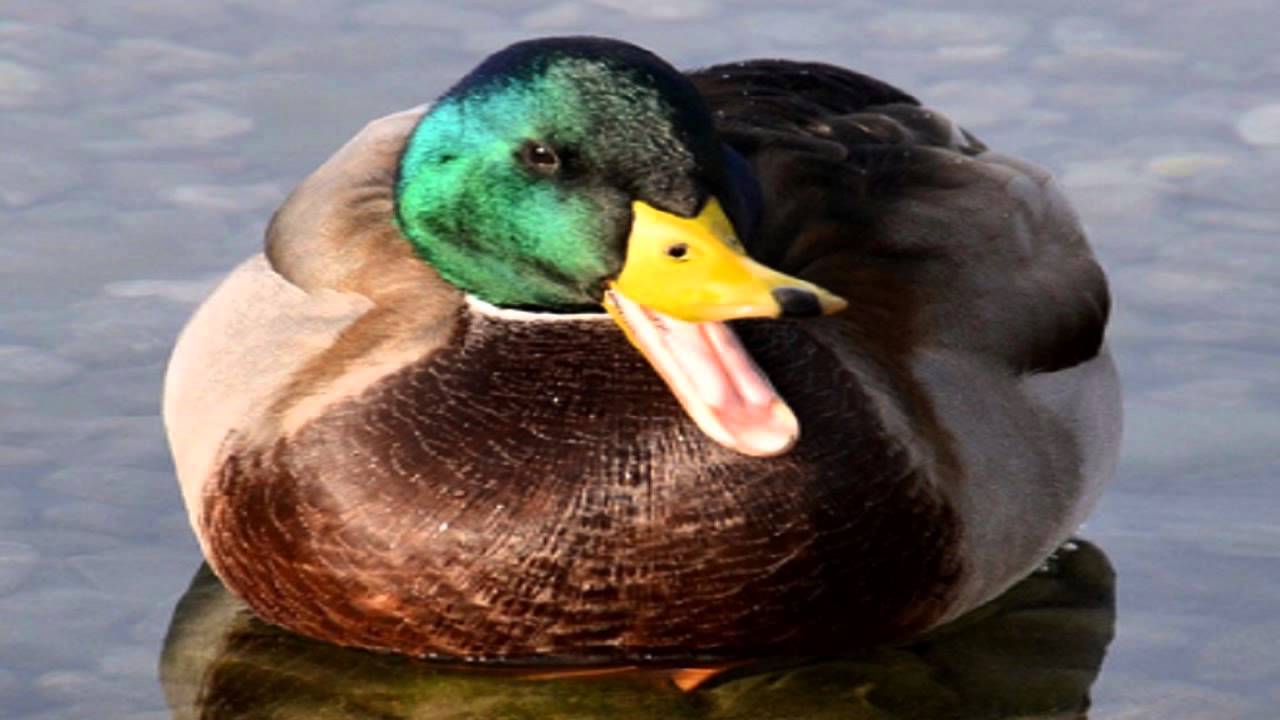 How to QUACK :v for Duck Game