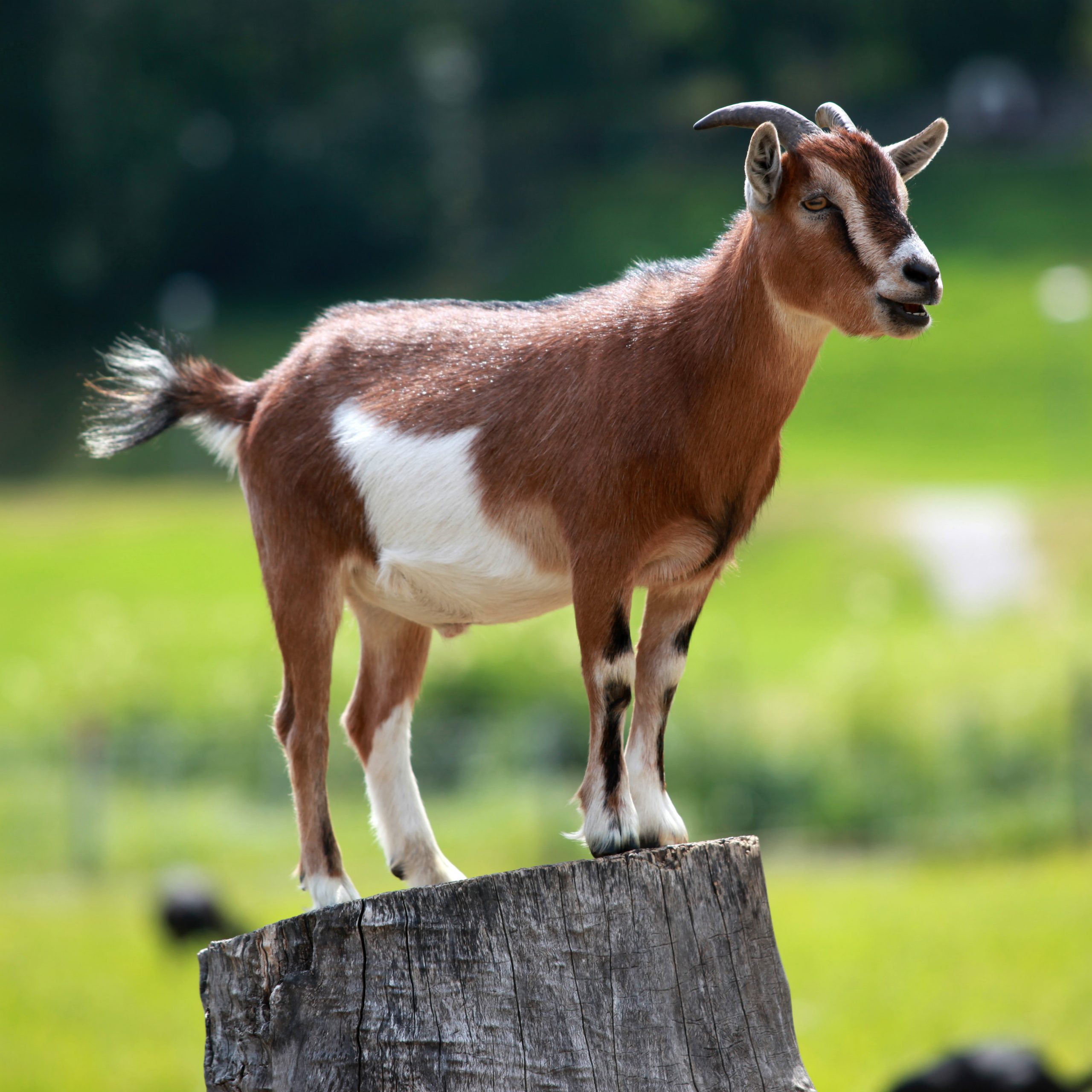 How to walk for Goat Simulator