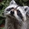 i love the raccoon for Ultimate Chicken Horse