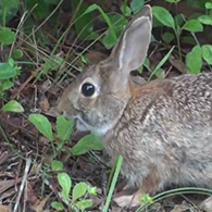 Killing Rabbits With Rocks [OUTDATED] for The Forest