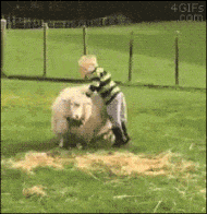 Lovely wool for For Honor