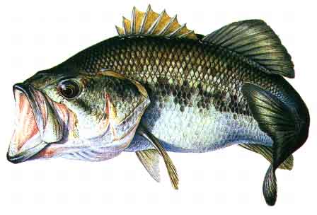 [Missouri] Black Bass for Fishing Planet