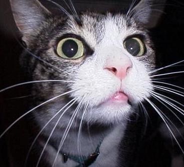 MV Basics - Part 2 for RPG Maker MV