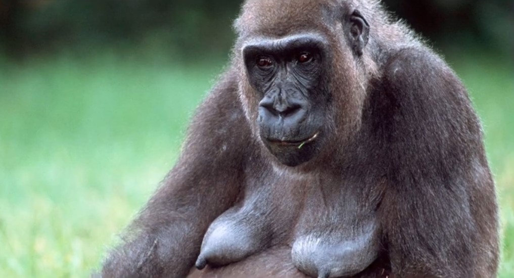 My remastered monkey guide. for Gorilla Tag
