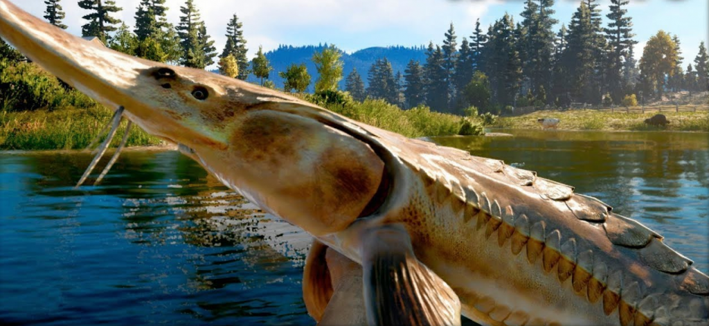 Five fish. Far Cry 5 рыба. Fishing far Cry 5. Рыба в фар край 5. Far Cry 5 осетр.