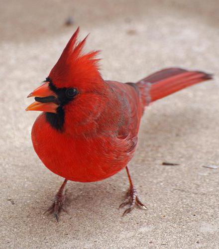 《维吉尼亚小镇》成就指南 for Virginia