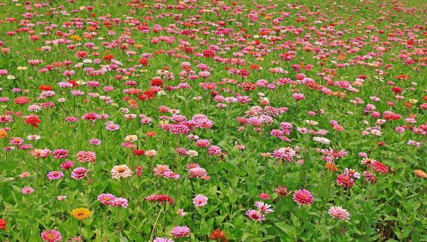 NALOGI 全成就指南 for NALOGI