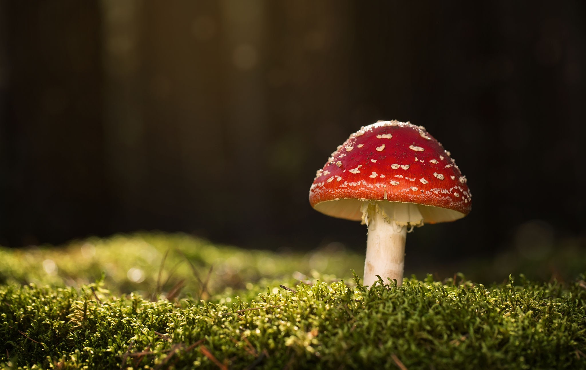 où trouver vos champignons/where to go for mushrooms for The Forest