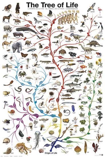 Part 2: The Flow of Evolution for Evolution