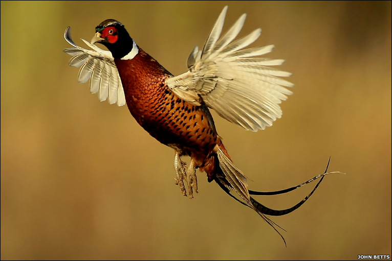 Pheasant Flight Lessons for Meadow