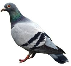 Pigeon Simulator Achievement for Human: Fall Flat