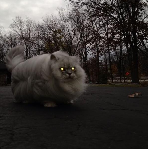 Что делать, если игра выглядит в стиле Playstation 2 for Sleeping Dogs: Definitive Edition