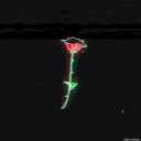 r o s e 🌹 for Everlasting Summer