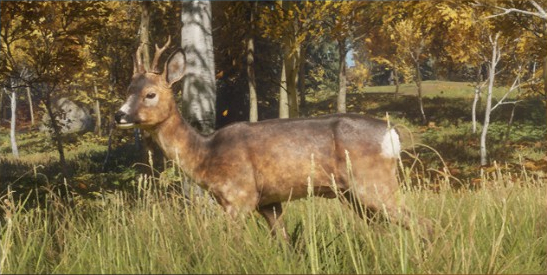 Roe deer hunting for theHunter: Call of the Wild™