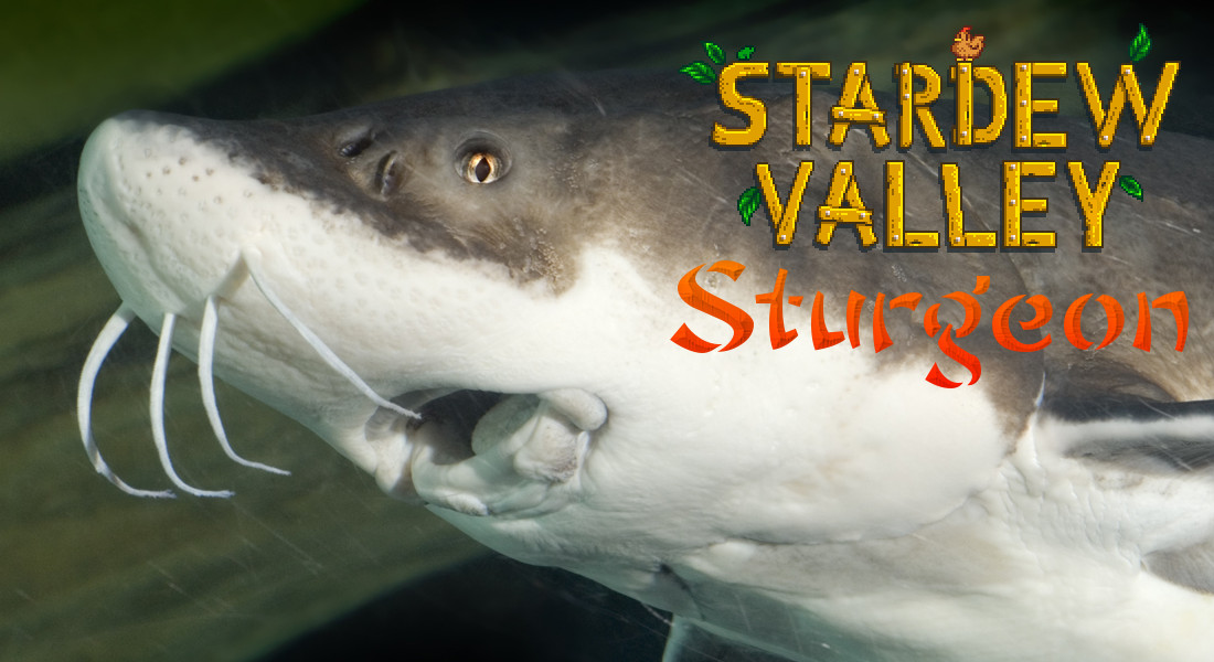 Sturgeon Location | Lokacja Sturgeon-a for Stardew Valley