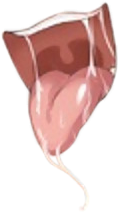 The Answers of the Game's Questions for Who wants to strip this babe?