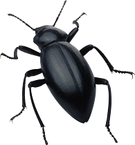 The AoE II ultimate "bug spray" for Age of Empires II (2013)