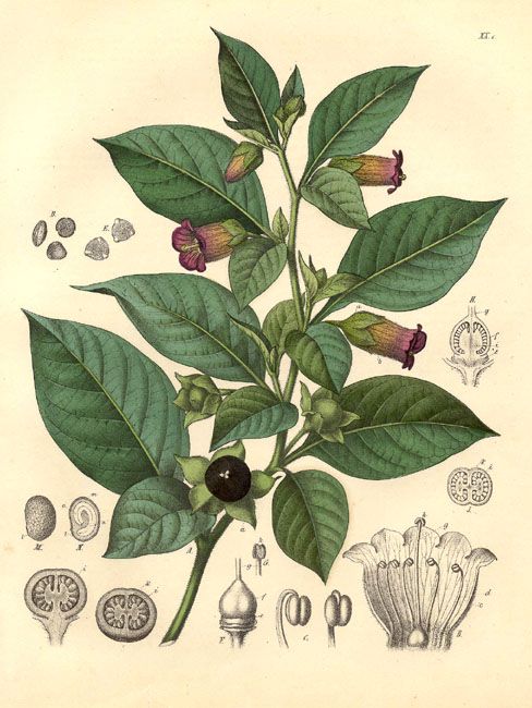 The Elusive Atropa Belladonna: Field Guide for Kingdom Come: Deliverance