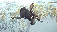 THE LONG DARK: MOOSE for The Long Dark