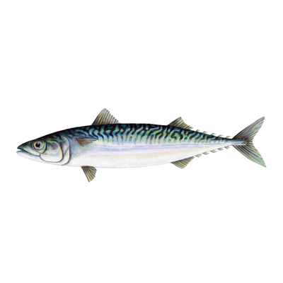 The Mackerel - Fish Dissection 101 for Hardspace: Shipbreaker