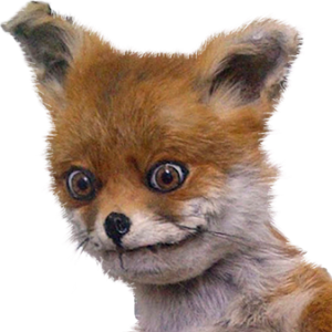 The road to 100% for O'Fox life