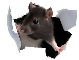 The Ultimate Rat guide for Project Winter for Project Winter