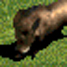 The Wild Boar Life Hack! for Age of Empires II (2013)
