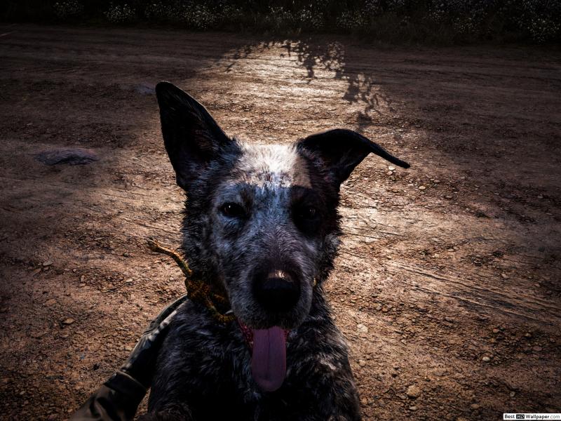 Все коллекционные предметы (ВИДЕО+TIMELINE) for Far Cry 5