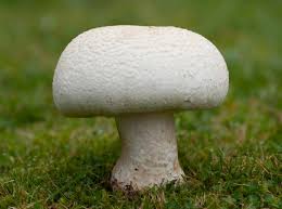 [TR/EN] SCUM - Mantar Rehberi - Mushroom Guide for SCUM