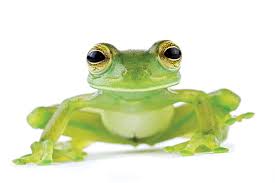 why frog fighters is the best game for Frog Fighters