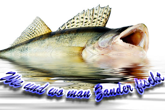 Zander - Ein Fisch für Feinmotoriker (New York Guide by Synepicx) for Fishing Planet